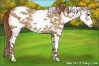 Horse Color:White Spotted Red Dun