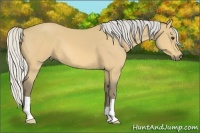 Horse Color:Silver Buckskin 