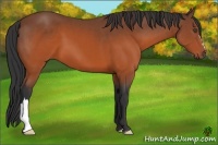 Horse Color:Brown 