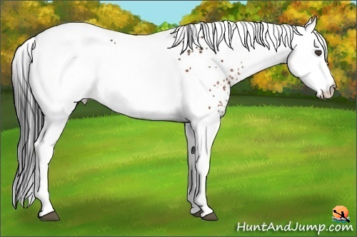 Horse Color:White Spotted Brown 