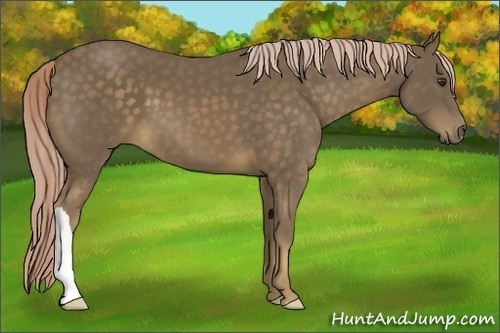 Horse Color:Chocolate Palomino 