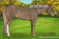 Horse Color:Chocolate Palomino 