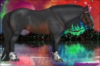 Horse Color:Brown and Brown