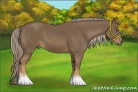 Horse Color:Chocolate Palomino 