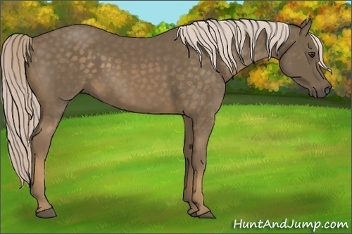 Horse Color:Chocolate Palomino 