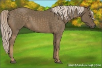 Horse Color:Chocolate Palomino 