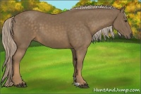 Horse Color:Chocolate Palomino 