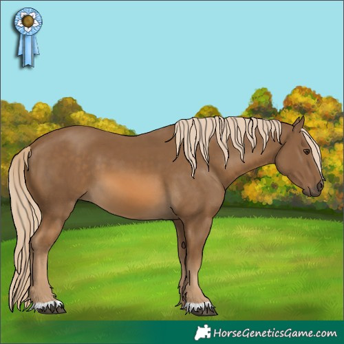 Horse Color:Chocolate Palomino 