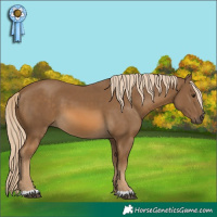 Horse Color:Chocolate Palomino 