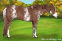 Horse Color:White Spotted Chestnut Sabino