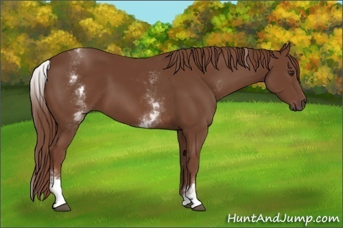 Horse Color:White Spotted Chestnut Sabino 