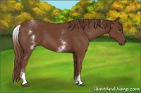 Horse Color:White Spotted Chestnut Sabino 