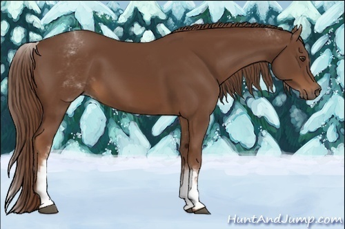 Horse Color:White Spotted Chestnut Sabino