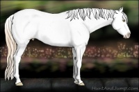 Horse Color:Gold Champagne Splash Appaloosa 