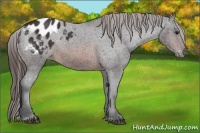 Horse Color:Brown Appaloosa 