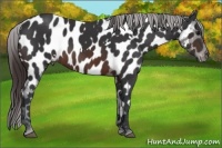 Horse Color:White Spotted Brown Appaloosa 