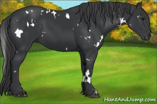 Horse Color:White Spotted Black