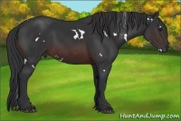 Horse Color:White Spotted Brown 