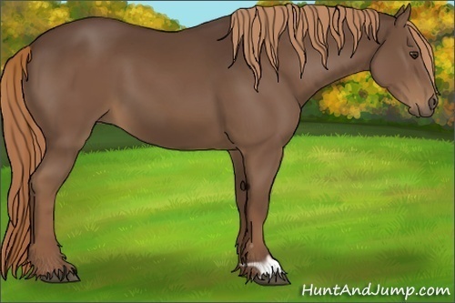 Horse Color:Liver Chestnut 