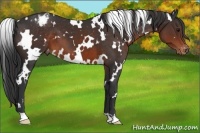 Horse Color:White Spotted Brown Appaloosa 