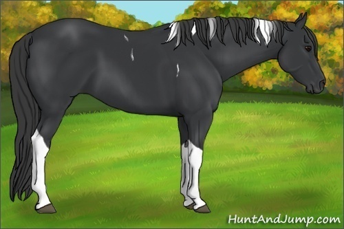 Horse Color:Black Tobiano