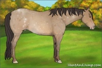 Horse Color:Sable Champagne