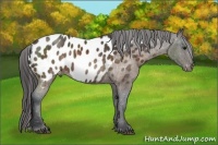 Horse Color:Brown Sabino Appaloosa