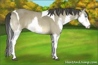 Horse Color:Buckskin Splash Tobiano 