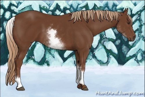 Horse Color:White Spotted Chestnut Sabino