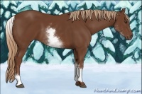 Horse Color:White Spotted Chestnut Sabino 