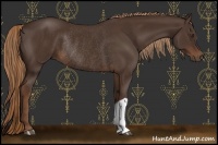 Horse Color:Liver Chestnut Rabicano 