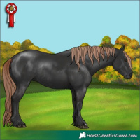 Horse Color:Liver Chestnut Rabicano 