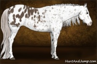 Horse Color:Chocolate Palomino Appaloosa Rabicano