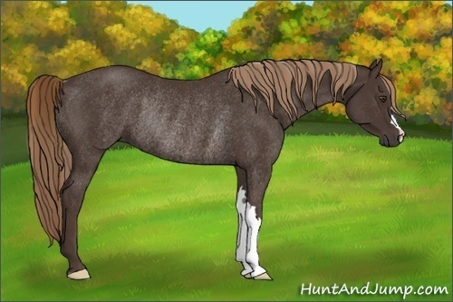 Horse Color:Liver Chestnut Rabicano 