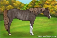 Horse Color:Liver Chestnut Rabicano 
