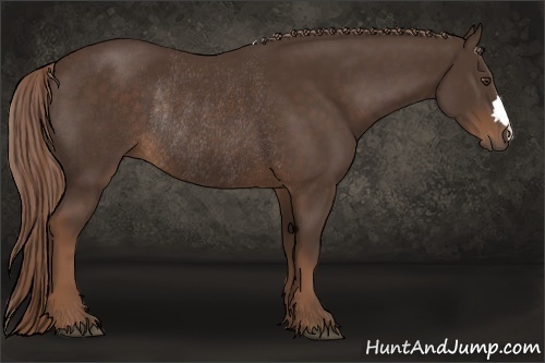 Horse Color:Liver Chestnut Rabicano 