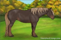 Horse Color:Liver Chestnut Rabicano