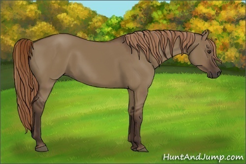 Horse Color:Liver Red Dun Rabicano