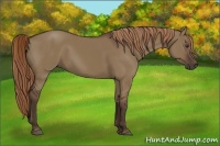 Horse Color:Liver Red Dun Rabicano 