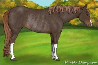 Horse Color:Liver Chestnut Rabicano 
