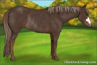 Horse Color:Liver Chestnut Rabicano 