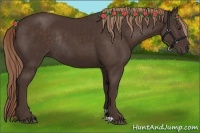 Horse Color:Liver Chestnut Rabicano 