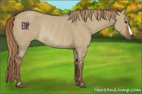 Horse Color:Liver Red Dun Rabicano 