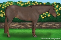 Horse Color:Liver Red Roan 