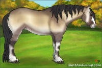 Horse Color:Bay Onyx 