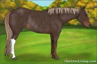 Horse Color:Liver Chestnut Rabicano 