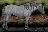 Horse Color:Blue Roan Appaloosa 