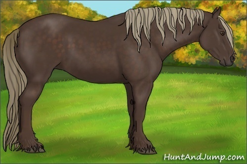 Horse Color:Liver Chestnut Rabicano 