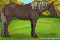 Horse Color:Liver Chestnut Rabicano