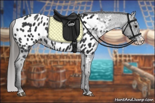Horse Color:Black Splash Appaloosa